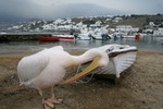 IMG 9484