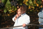 Will learning to pick grapes (and eat and eat and eat)