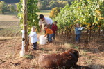 Toby and the next generation, picking the 2006 harvest of Lazy River Vineyard Pinot Noir