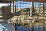 Baby Giraffe at the Living Desert