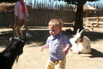 Hmm, pygmy goat.