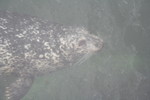 A seal at Fisherman's Wharf that Will got to feed