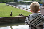 Will is fascinated by the ducklings