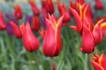 Tulips!