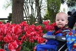 Will and Tulips