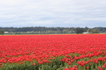 Tulip Fields