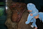 Will the Octopus, meet the REAL octopus.