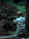 Will stood on this ledge for a minute or so by himself.  The glass does lean away from him, so it was a perfect spot.  He loved watching fish swim by!