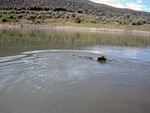 Tux Swimming in the pond.